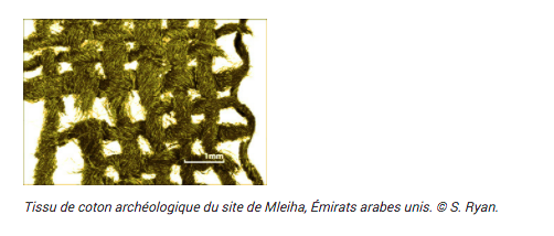 Coton archéologique LSCE S. Ryan